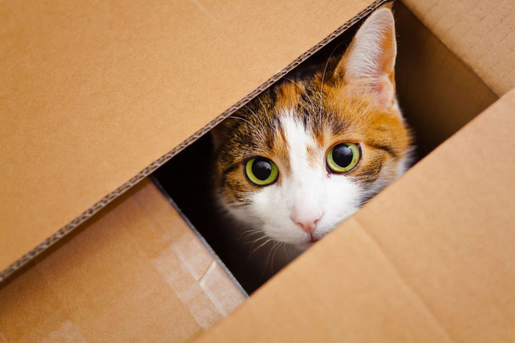 cat in a box provided by movers in west palm beach